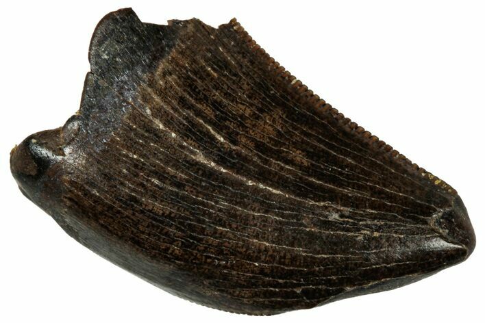 Serrated Juvenile Tyrannosaur Tooth - Judith River Formation #300190